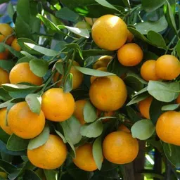 afartiobina Orange Plant image 2