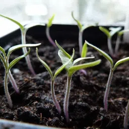 qualtivate ® Seeds Black Tomato F1 Hybrid Heirloom Seed image 2