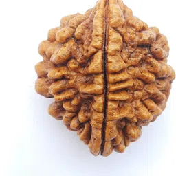 divine souvenirs Yashvriddhi 2 Mukhi India Natural with Lab testing Certificate Wood Pendant image 1