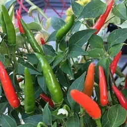 arshiayat Sun Chilli Seeds Seed-picture-40