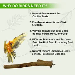 congo natural parrot treat Climbing Perch Bird image 2