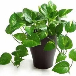 generic Good Luck Money Plant Variegated With Self Watering Black Pot|n16 image 4
