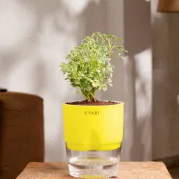 kyari Aralia Variegated Self Watering Pot - Green image 1