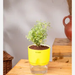 kyari Aralia Variegated Self Watering Pot - Green image 2