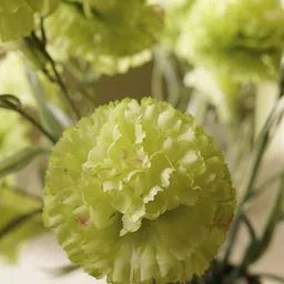 Pure Home and Living Set Of 2 Green Artificial Carnation Flower Stems image 2