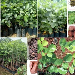 ibains Rakta chandan plant seeds pack of 26 Seed image 1