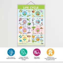 go woo Life Cycle Educational chart with Big font and Dust resistant Lamination image 4