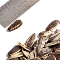 pet care Imported sunflower seeds large Nuts 0.1 kg Dry Adult Bird Food image 3