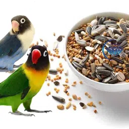 nitishree Premium Special Bird Food for Nuts 0.5 kg Dry New Born, Adult, Young, Senior Bird Food image 4