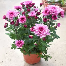 greenery nursery Chrysanthemum-picture-27