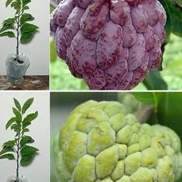 Custard Apple Plant-image-13