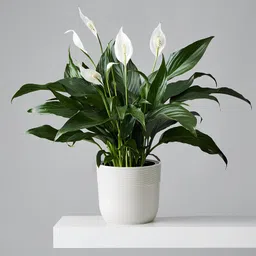 alochuz Peace Lily Plant image 2