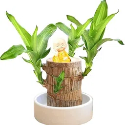 green view Brazilian Wood image 1