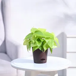 nurseryfriend Philodendron Plant-picture-43