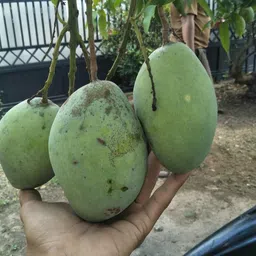 breezy blooms Mango Plant-picture-37