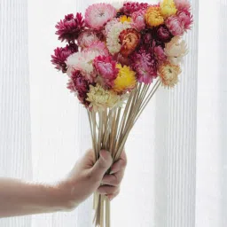 artecasa Straw Delight Multicolor Dried Flowers Set of 25 Stems image 2