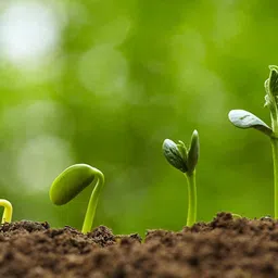 cybexis Cucumber Seeds Outdoor Gardening Courtyard2000 Seeds Seed image 4