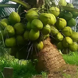 green view Coconut Plant-picture-22