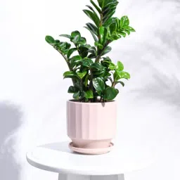 ugaoo Dusty Rose Ceramic Desk Pot-picture-15