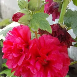 mamoni traders Lotus Plant-picture-27