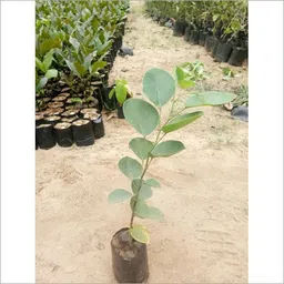 fuegoasiss Red Sandalwood Plant image 2