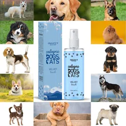 chelsea Cologne Dog Perfume Spray For Shih Tzu Dog & Puppy | Maintain Overall Hygiene, Long Lasting Fragrance with Velvet Touch Spray | Shine Coat | Pet Deodorizer, Cologne image 4