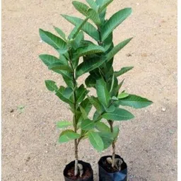 alogardening Guava Plant image 5