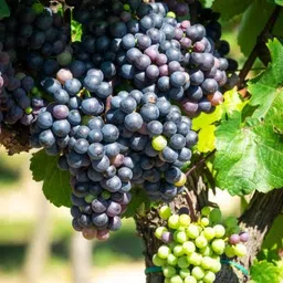 mamoni traders Grapes Plant image 3