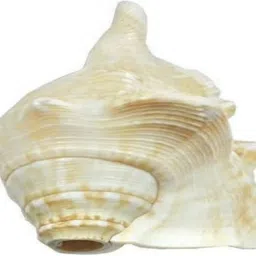 hvs Shankh for blowing kata shankh natural Blowing Shankh-picture-21