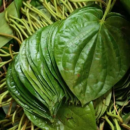 global goods suppliers Betel Leaf Plant image 2