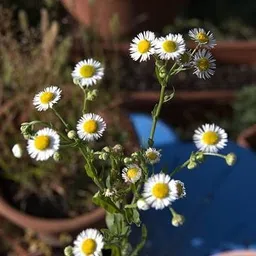 kumubon Chrysanthemums/ Guldavari Plant image 2