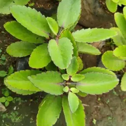 bagan bari Kalanchoe Plant image 3