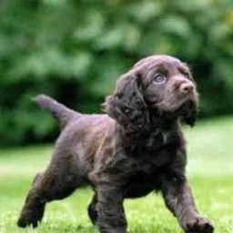 quickato Dog Belt Combo of Black Dog Collar with Dog Leash Specially for small Breed Under 20kg Dog Collar & Leash Dog Collar & Leash image 4