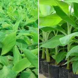 japanese miyazaki mango plant Banana Plant-picture-48