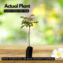 cloud farm Sweet Ambazham Plant image 3