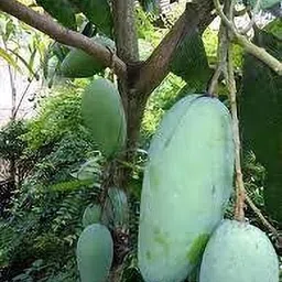 cloud farm Mango Plant image 2