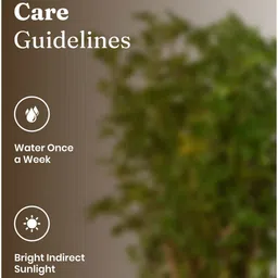 kyari Aralia Green With Aura Pot- Blue image 4