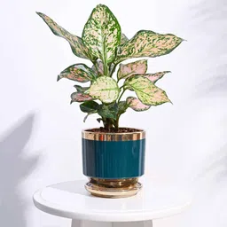 ugaoo Aurelius Teal Ceramic Planter image 1