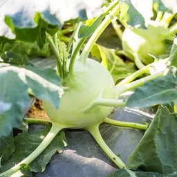 ™ knol khol seeds,hybrid kohlrabi vegetable seeds for gardening 114 Seed-image-86