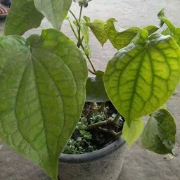 oxygreenplant ZZ Plant image 5