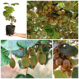 cloud farm Kiwi Plant-picture-14