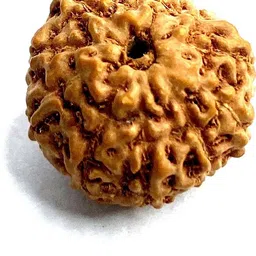 mahant ji 100% Certified Natural 10 Mukhi/Ten Mukhi Rudraksha Beads with Gangajal and Chandan from Kashi Wood image 3