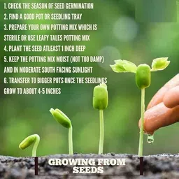 lifelex Hybrid Gardening Green,RED Chilli Seed image 4