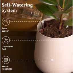 kyari Aralia Green With Aura Pot- Cream image 5