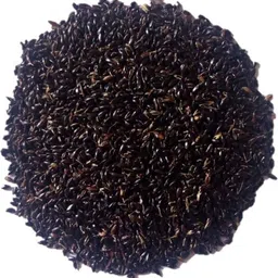 numinous CSV 33 MF Multi-Cut Sorghum Fodder Grass Seed image 3