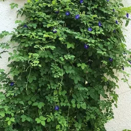 jsr organics Aprajita, Clitoria Ternatea, Shankha pushpa Seed image 3