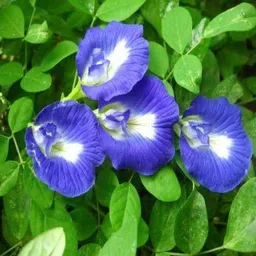 mamoni traders Aparajita/ Butterfly Pea Plant-picture-31