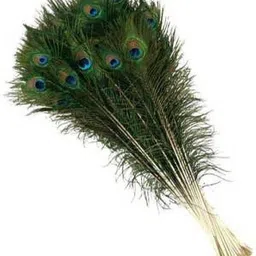 rameshwars Pack of 21 Decorative Feathers image 1