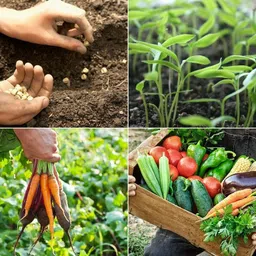 deys agro ™ Hybrid Combo Palak Spinach Seeds & Dhaniya Coriander vegetable Seed image 4