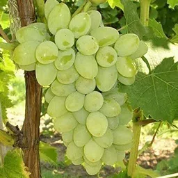 mohomaya Grapes Plant-picture-28